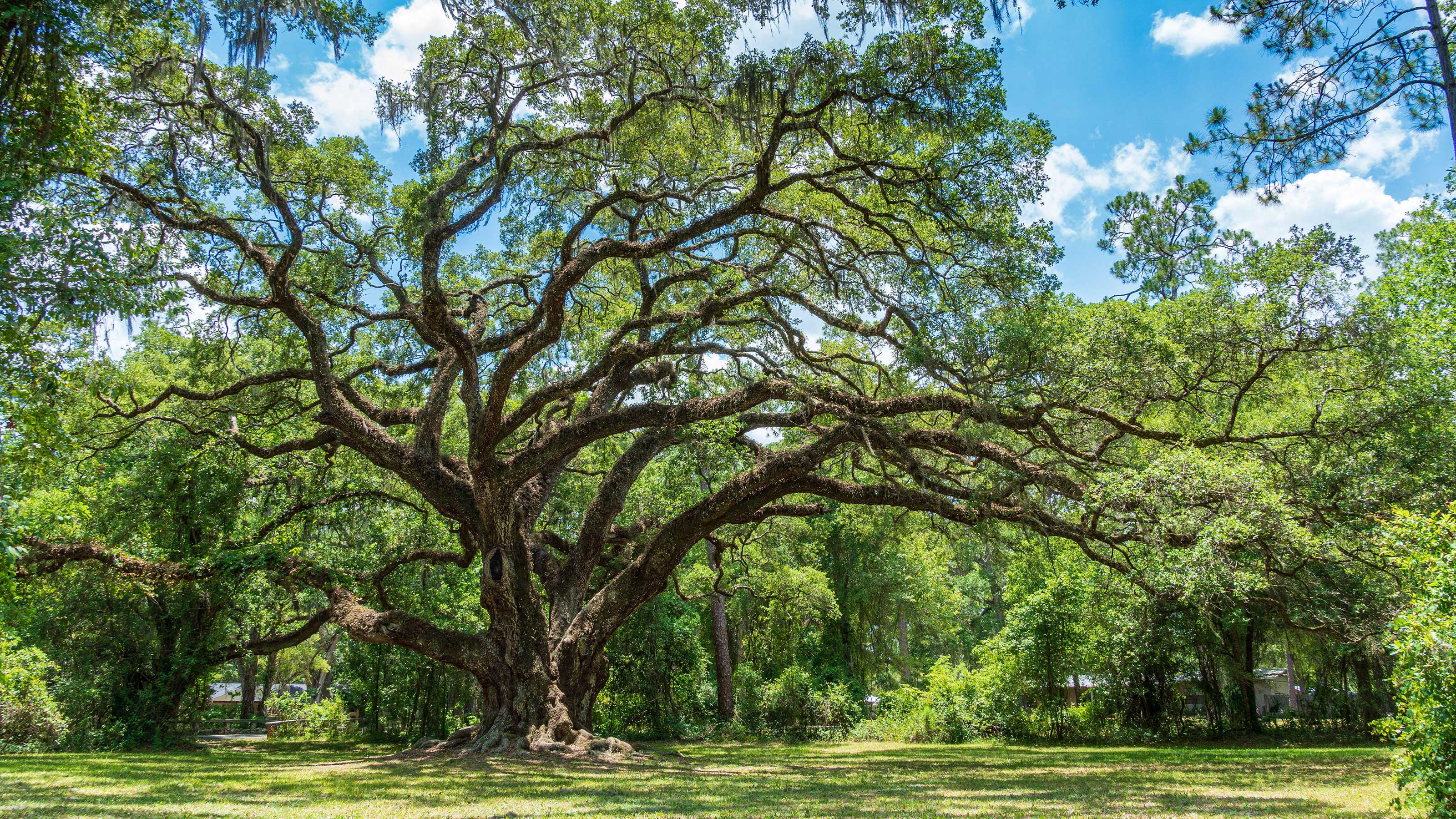 southern live oak tree leaves