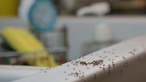 A large group of ants on white ceramic kitchen sink with yellow rubber gloves and dish washing brush in background