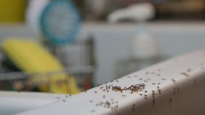 白色的陶瓷厨房水槽上有一大群蚂蚁，背景是黄色橡胶手套和洗碗刷