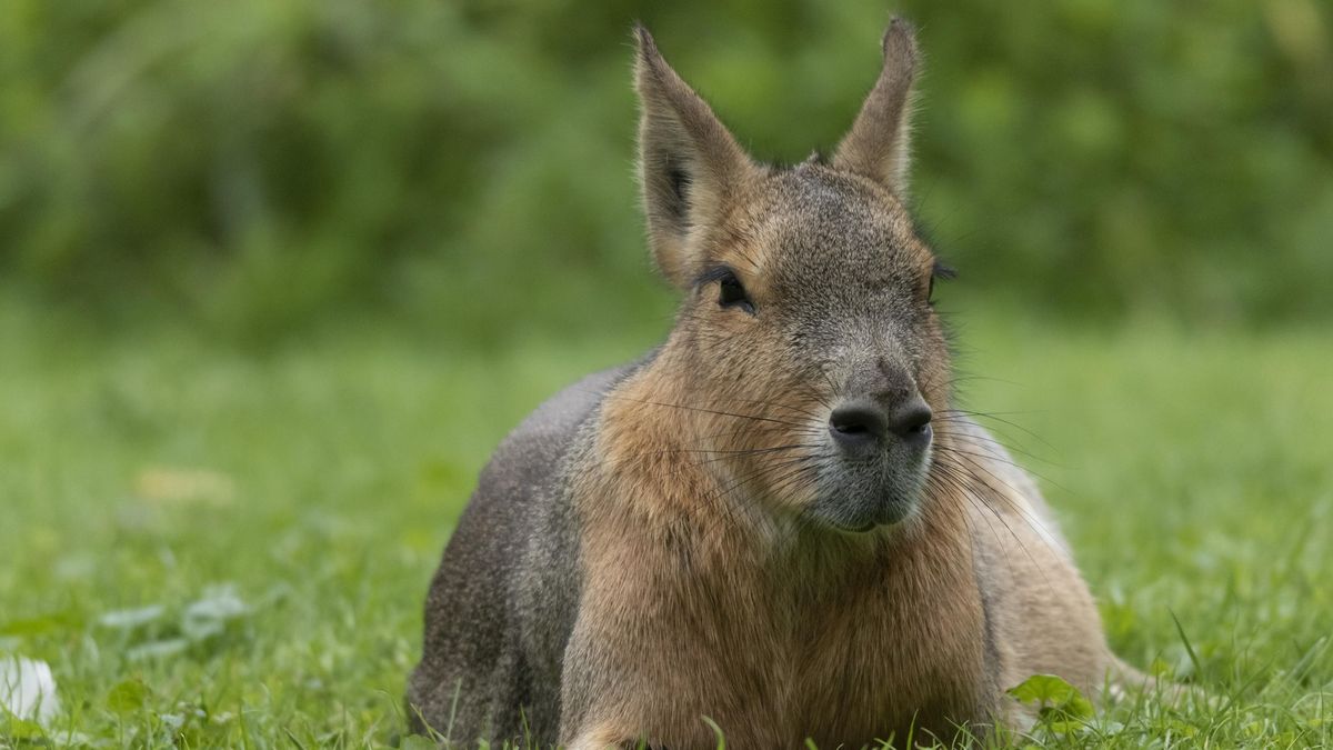 A Patagonian mara lying in the grass in captivity.