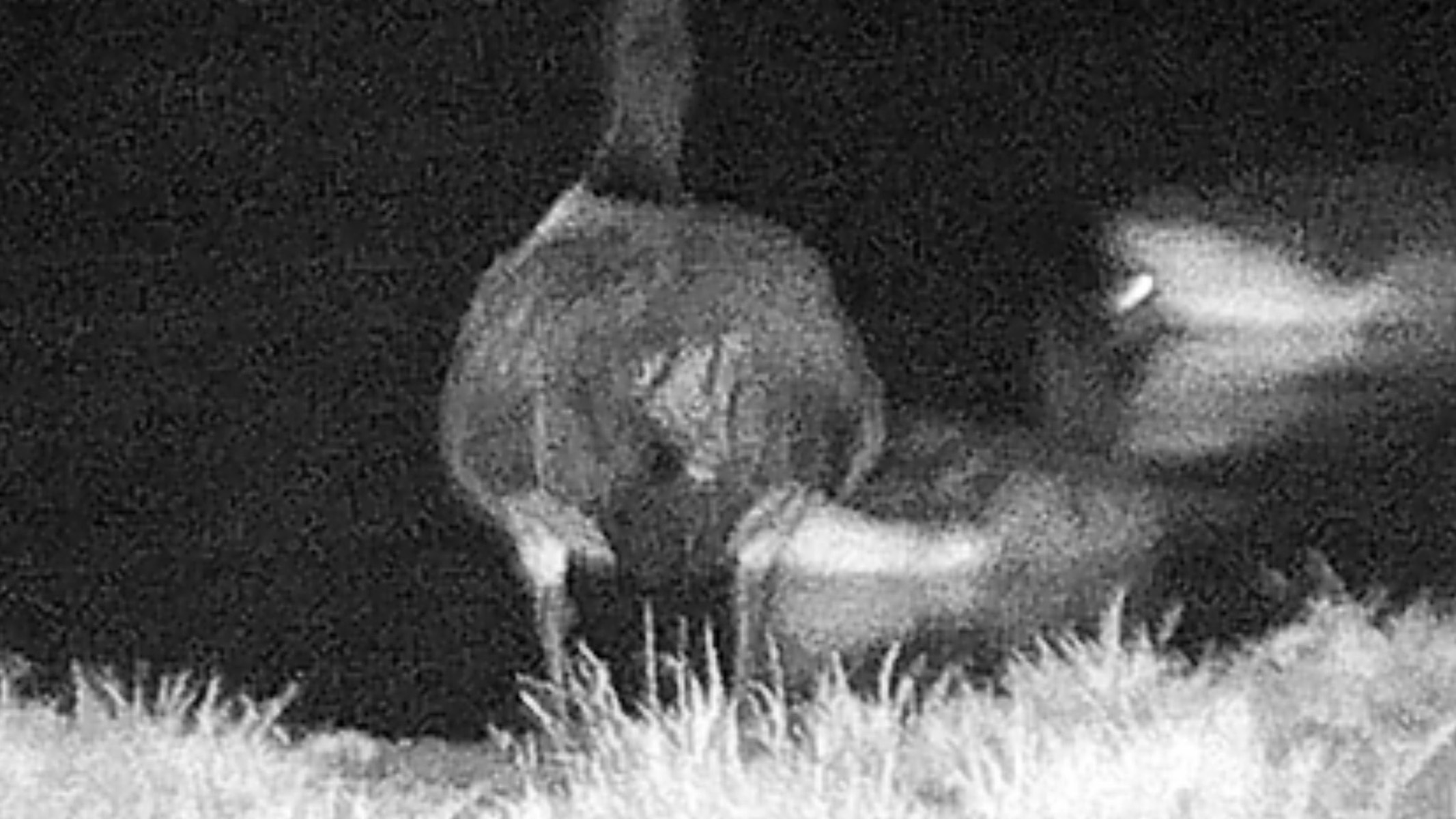 water birds on a pond using the night vision mode