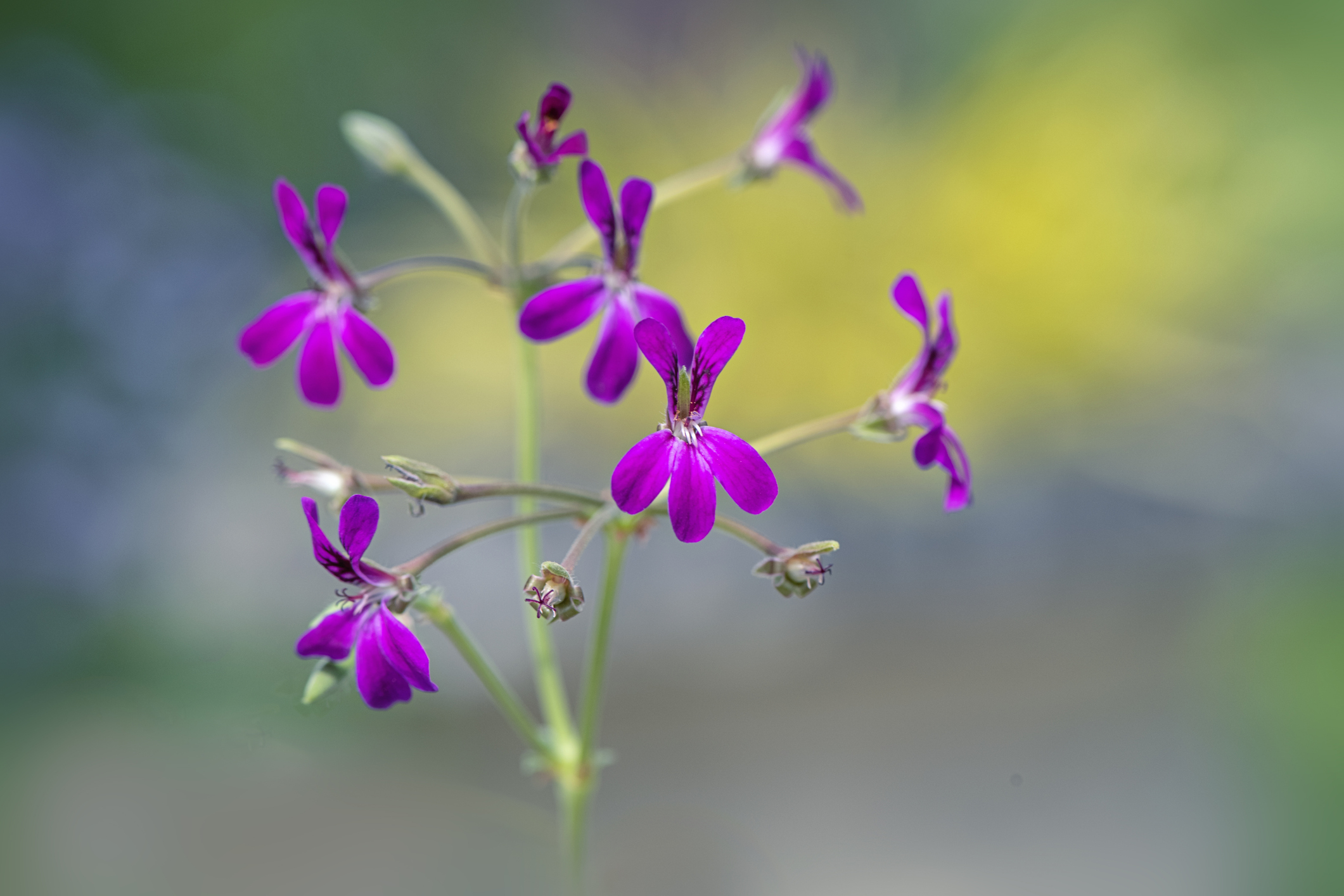 Pelargonium sidoides