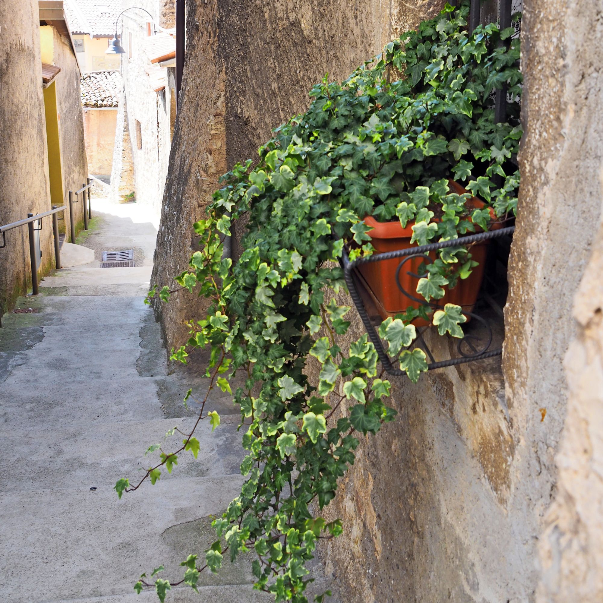 Ivy in a garden pot