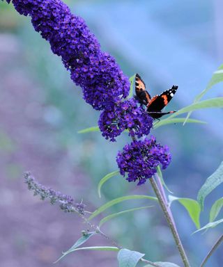 butterfly bush 'Black Knight'