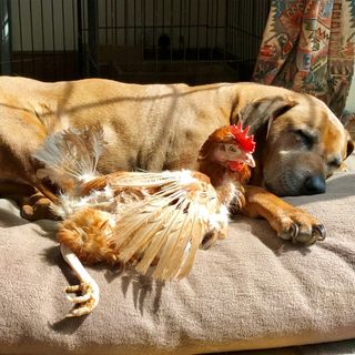 A rescue hen sunning itself next to a family dog