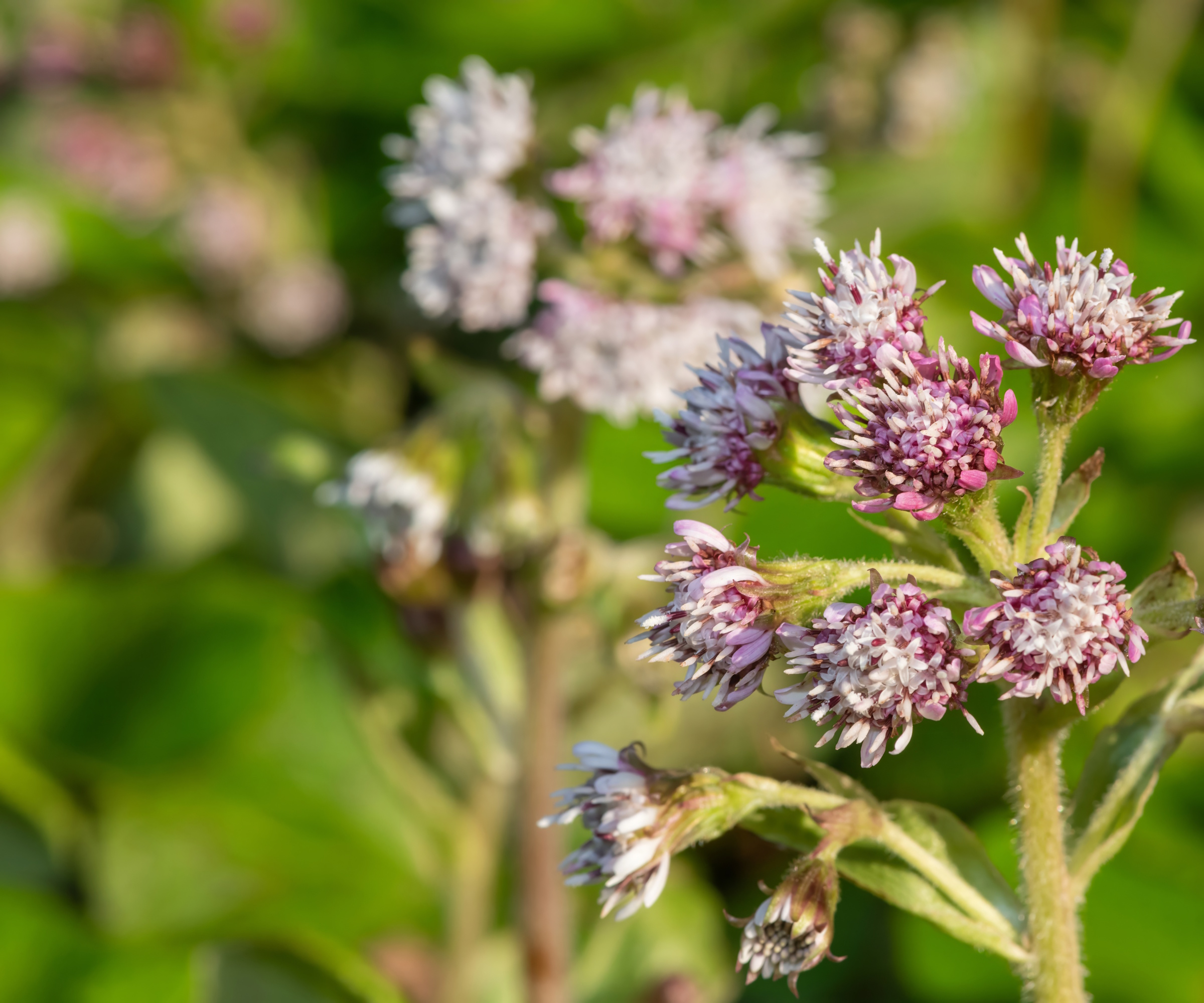 Close up of winter heliotrope (petasites pyrenaicus) flowers in bloom