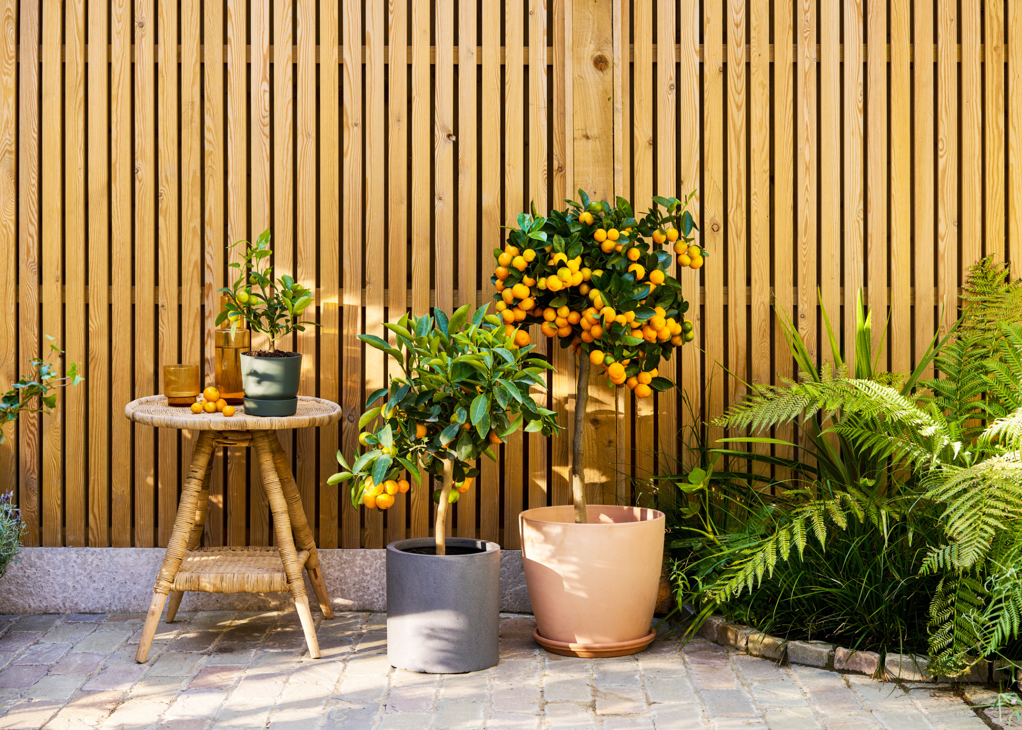 Potted citrus trees by a side table from Patch Plants