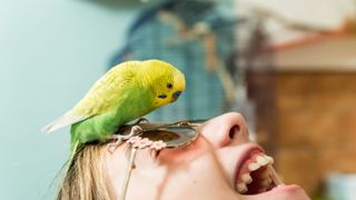 Green bird standing on top of woman