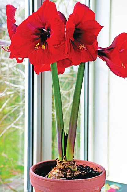 How to force bulbs indoors: use this clever technique to brighten up ...