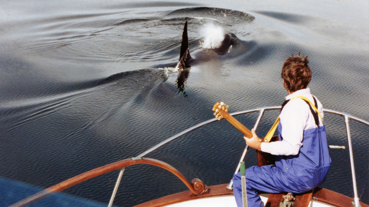 Jim Nollman playing guitar with orcas from the bow of a boat