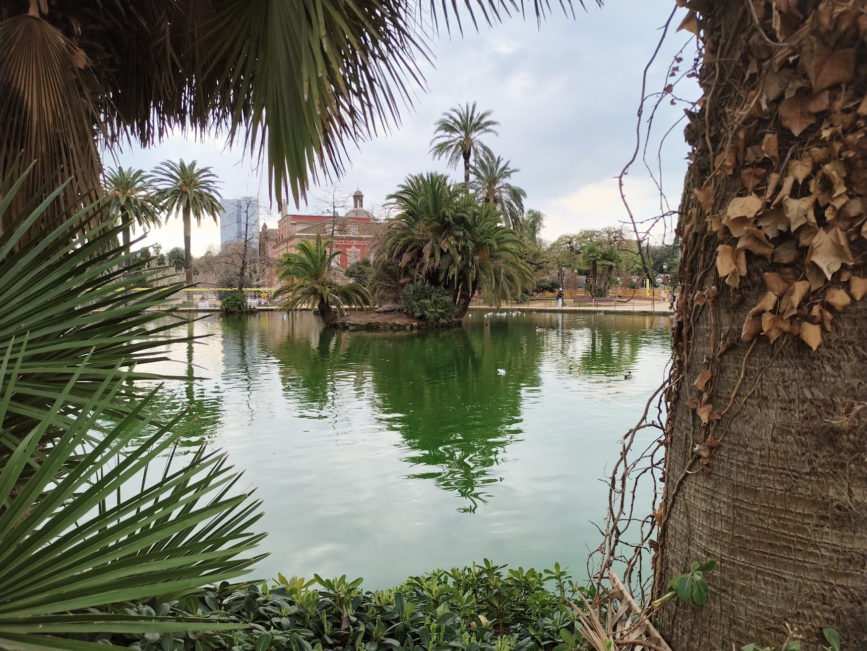 A tranquil park pond is framed by palm fronds and a textured tree trunk, reflecting a small island of palm trees and a historic red building in the distance.