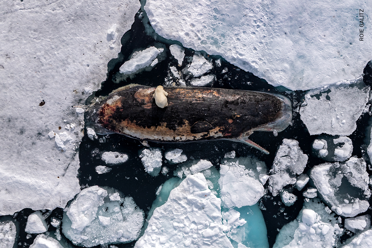 A female polar bear feeds on a sperm whale carcass in the polar pack ice north of the Norwegian archipelago, Svalbard. 82&amp;deg; North, International Waters, 8 July 2025