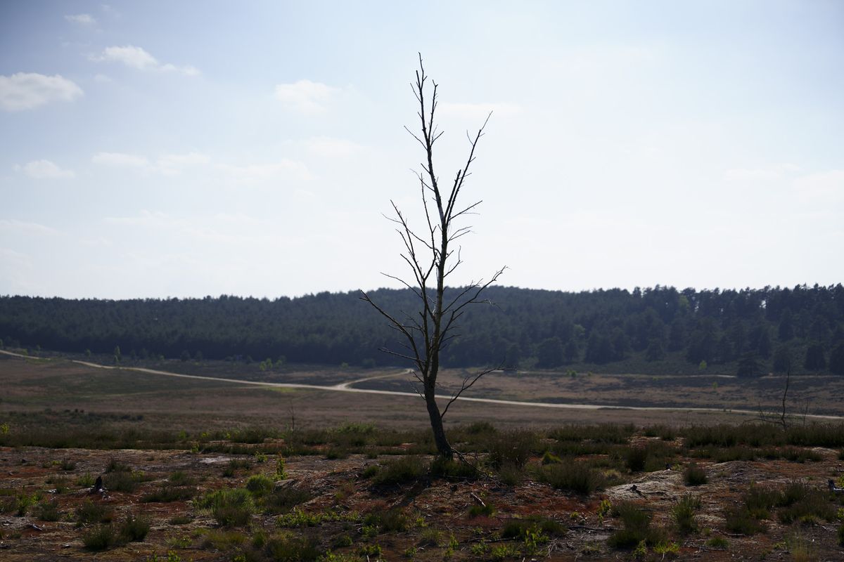 Lone tree in barren landscape, taken with the Sony FE 50-150mm F2 GM lens