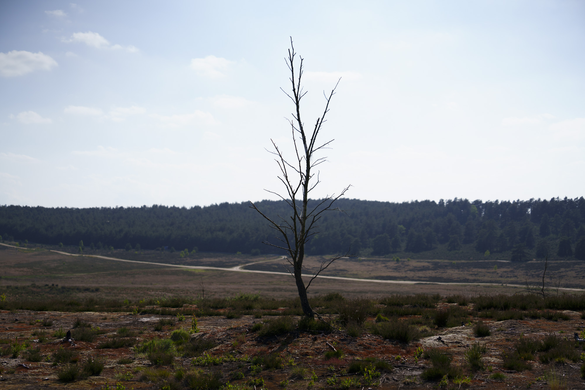 Lone tree in barren landscape, taken with the Sony FE 50-150mm F2 GM lens