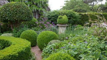 evergreen shrubs in a garden with topiary and box balls