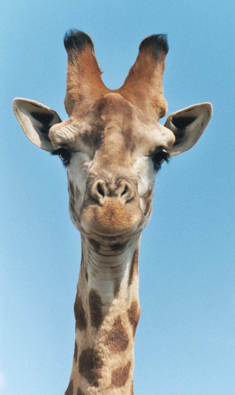 giraffe