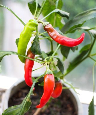 Red chilies ripening on a pepper plant