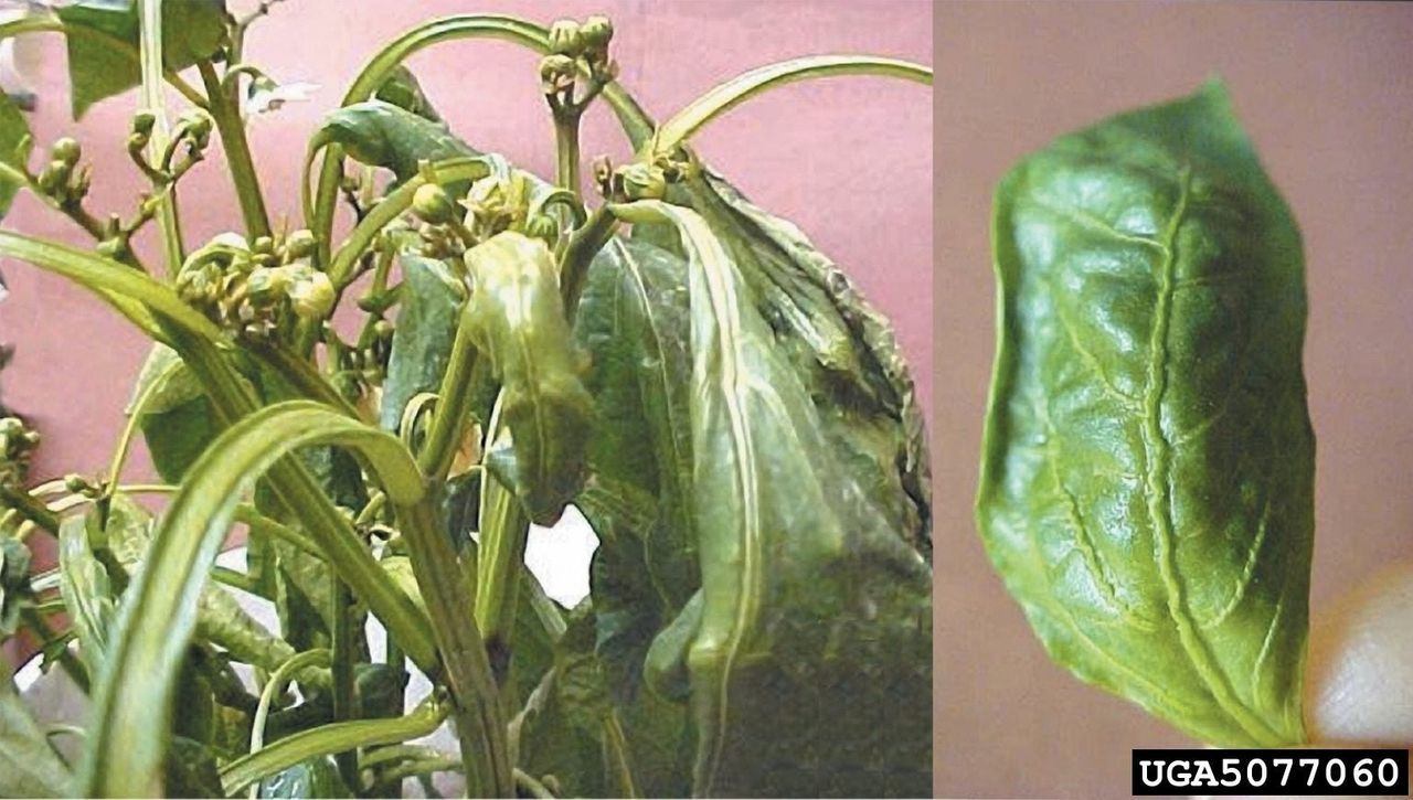 Healthy Pepper Leaf Compared To Pepper Leaves Damaged By Herbicides