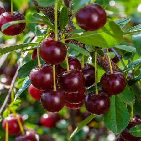 Carmine Jewel Dwarf Bush Cherry, Fruit Bearing Starter Plant, Grown in a 4 Inch Pot, 1 Plant Per Offer