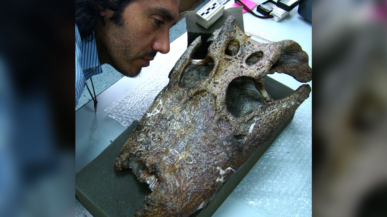 Rodolfo Salas-Gismondi examines a juvenile skull of Purussaurus, which was found in La Venta, Colombia.