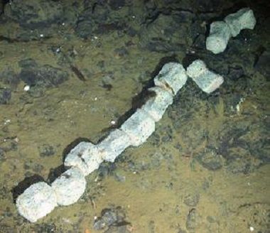 whale fall, minke whale, antarctic seafloor