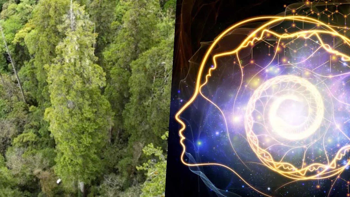 Science news this week: Asia's tallest tree and mysterious brain spirals