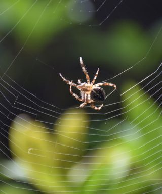 A brown spider weaving a web with a green leafy bush behind it