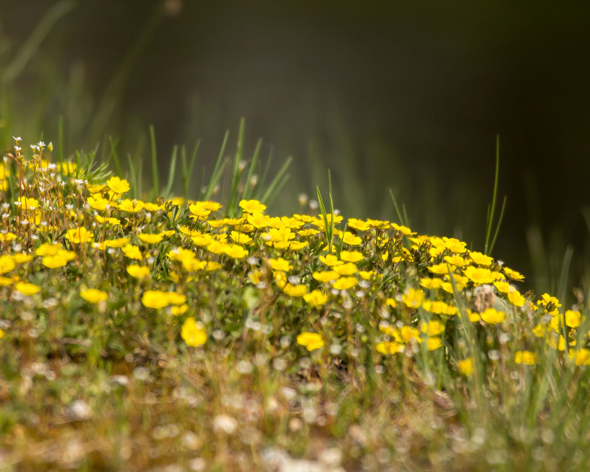 Creeping potentilla growing in a mat