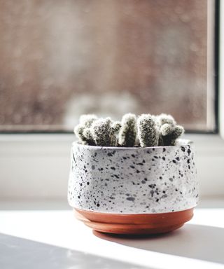 Cactus on window sill