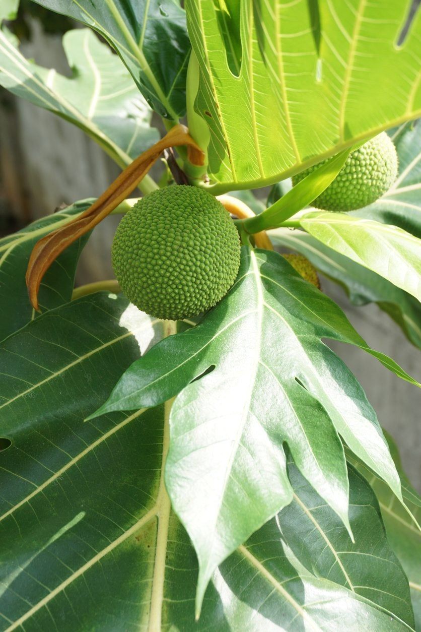 breadfruit indoor