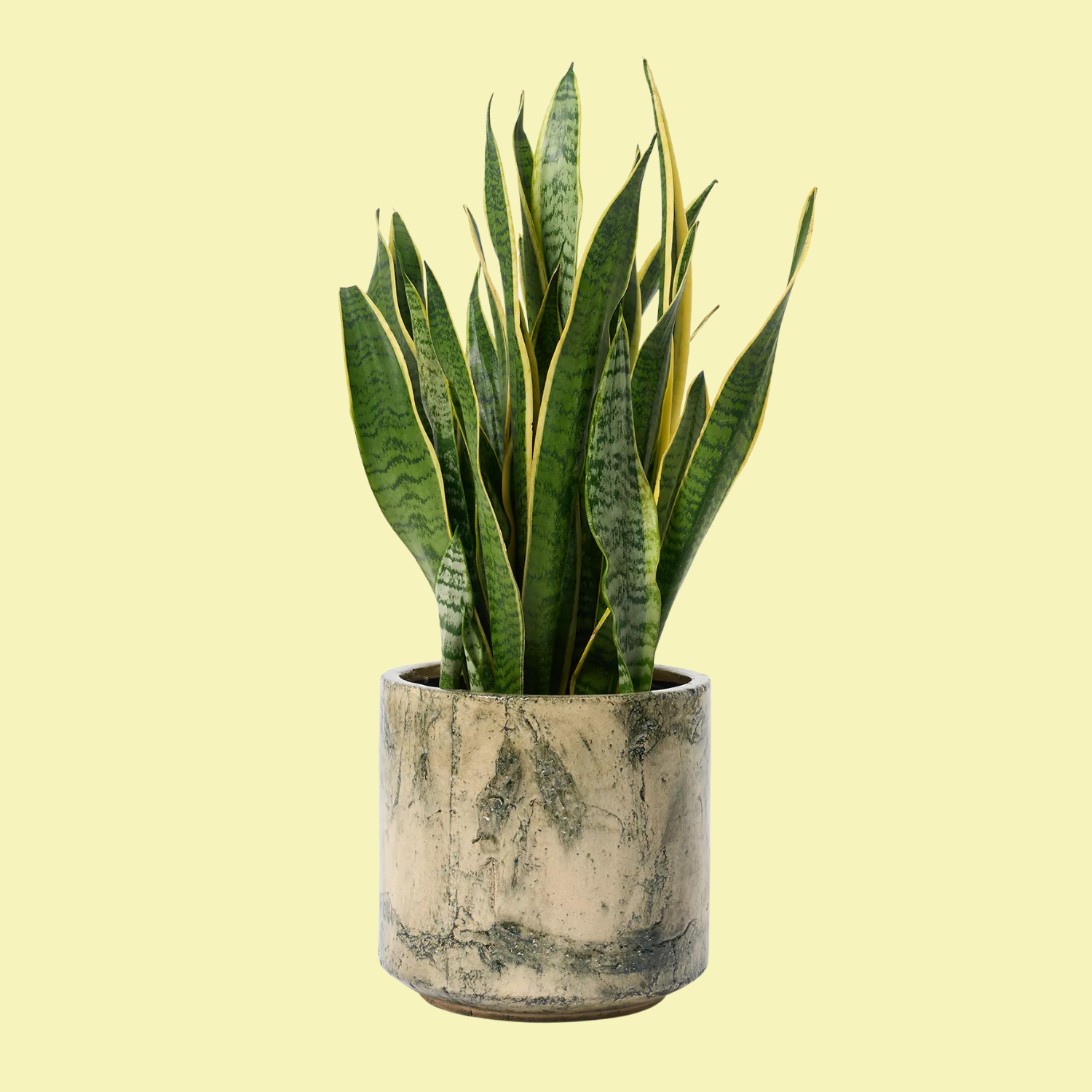 A snake plant in a ceramic planter