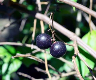 Ripe muscadine grapes