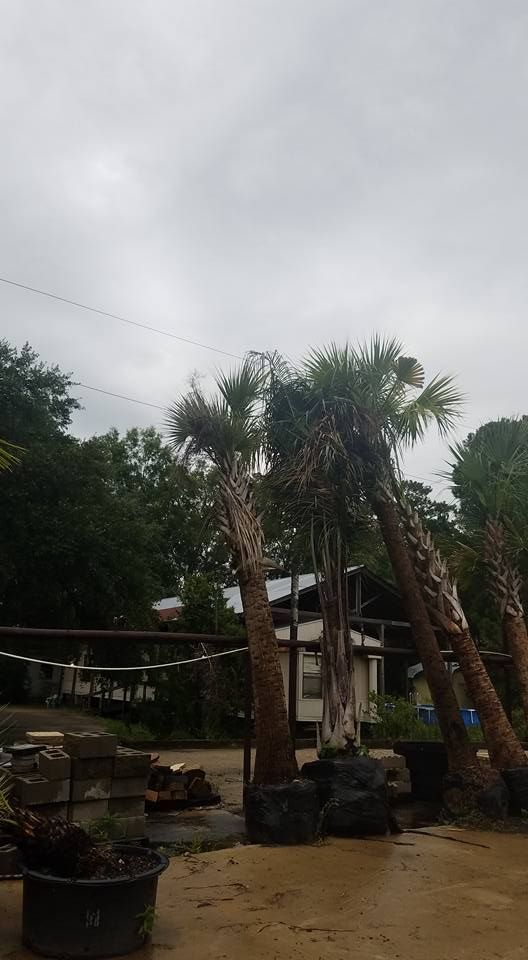 Frizzle Tops On Palm Trees