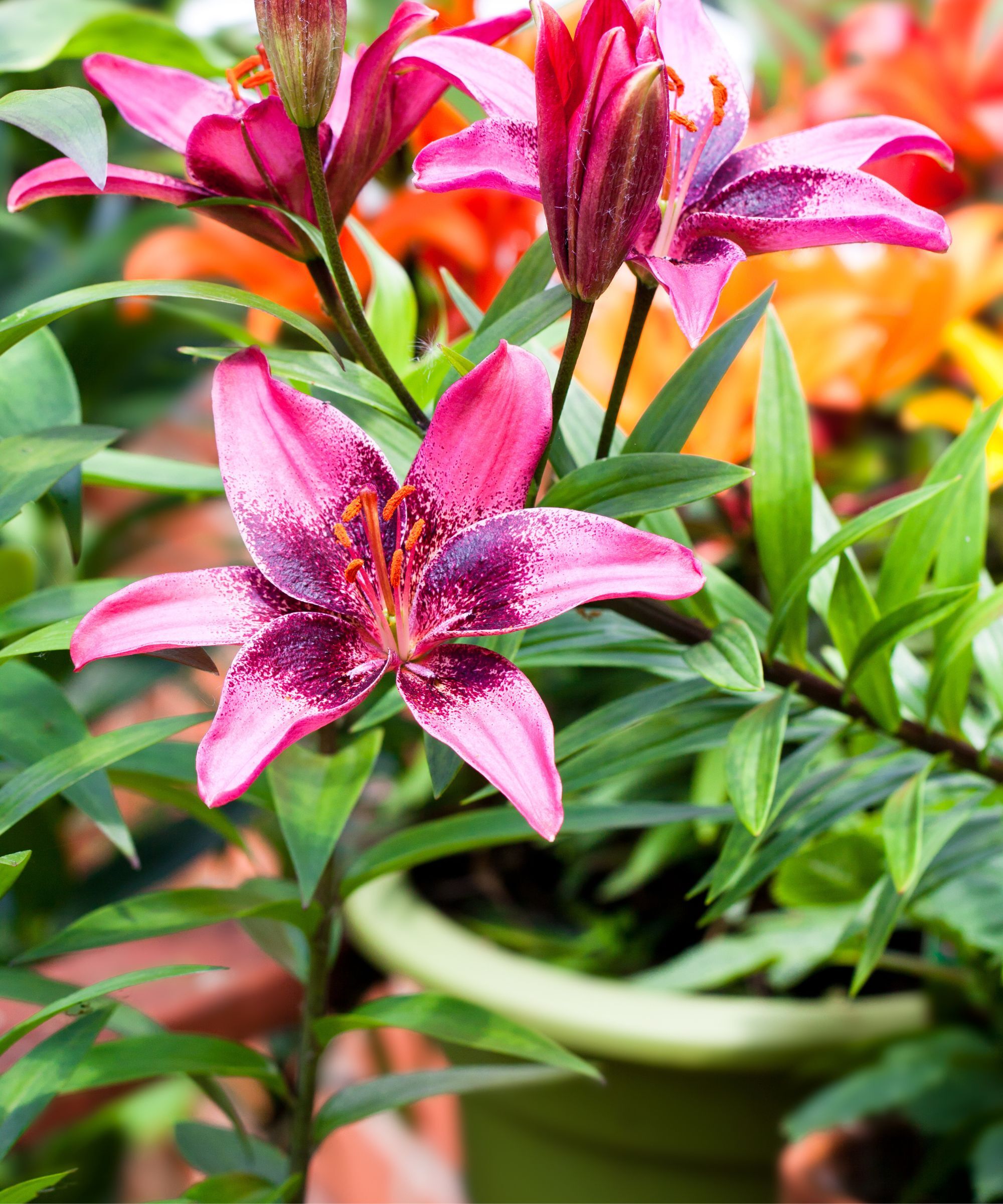 Pink lilies growing in a pot