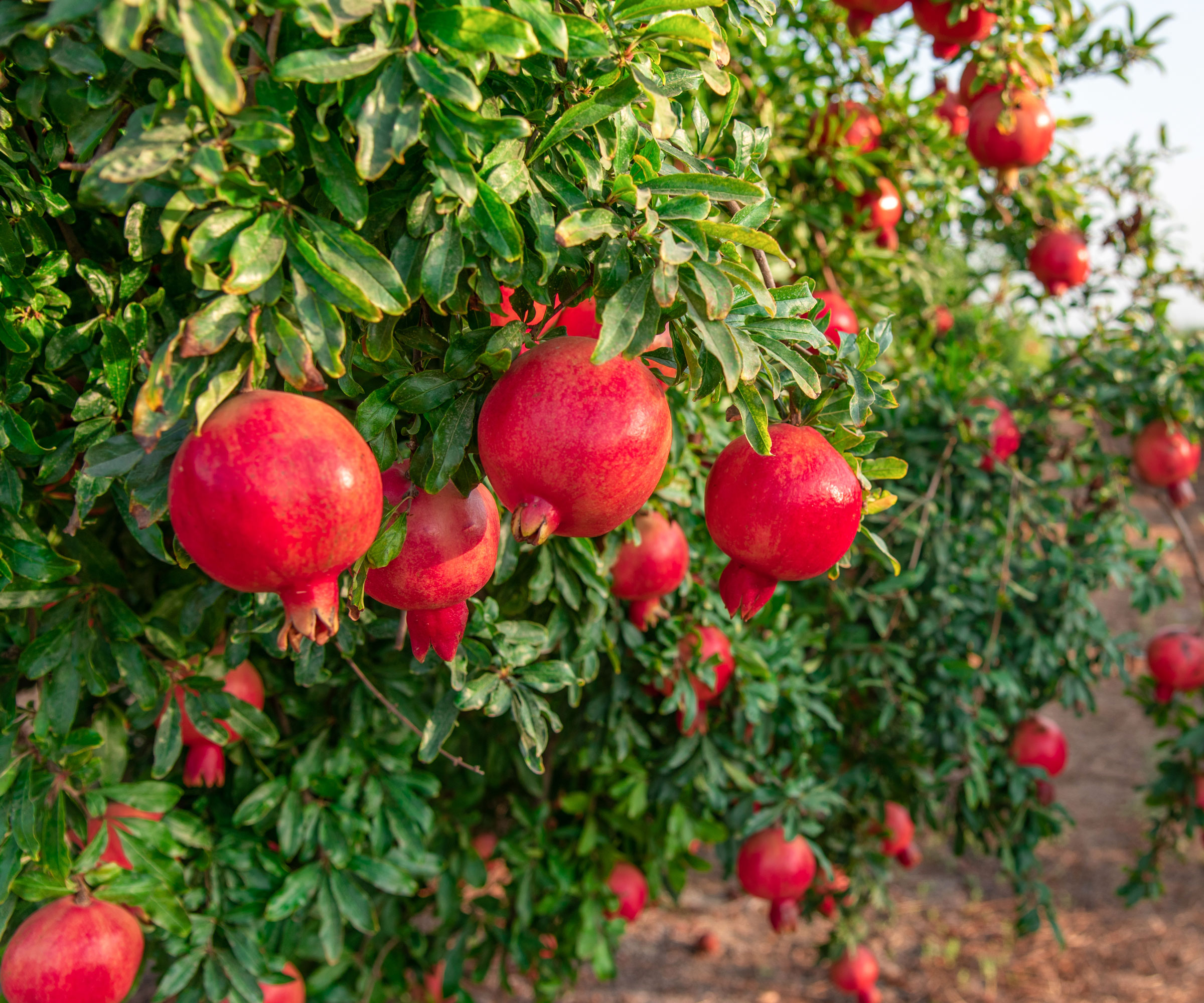 pomegranate tree with large red fruits dangling off branches