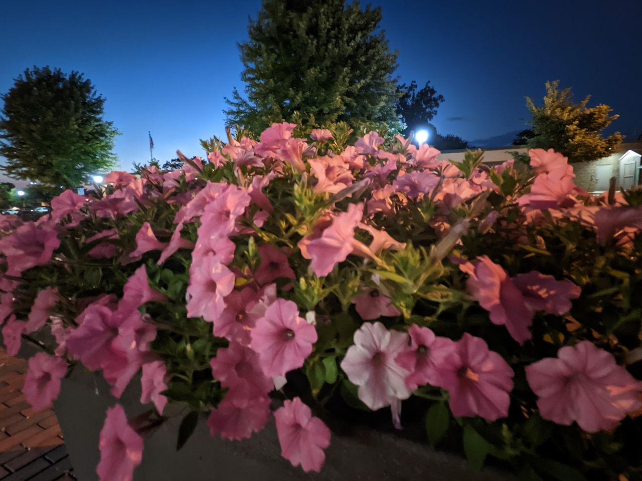 Google Pixel 6a camera samples