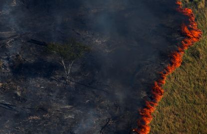 The Amazon forest burning. 