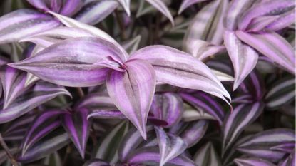 Purple indoor plant