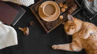 A ginger cat relaxing with a cup of tea