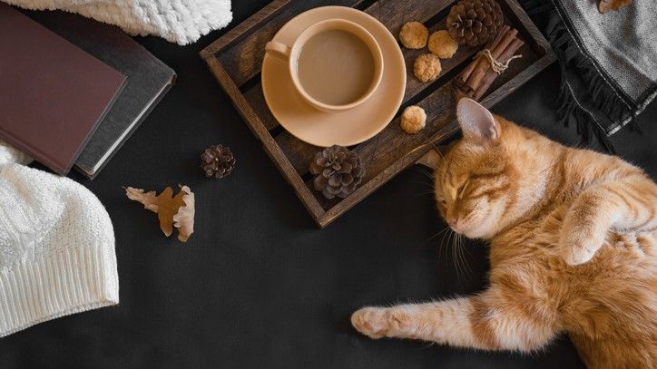 Why you should learn how to make catnip tea for cats | PetsRadar