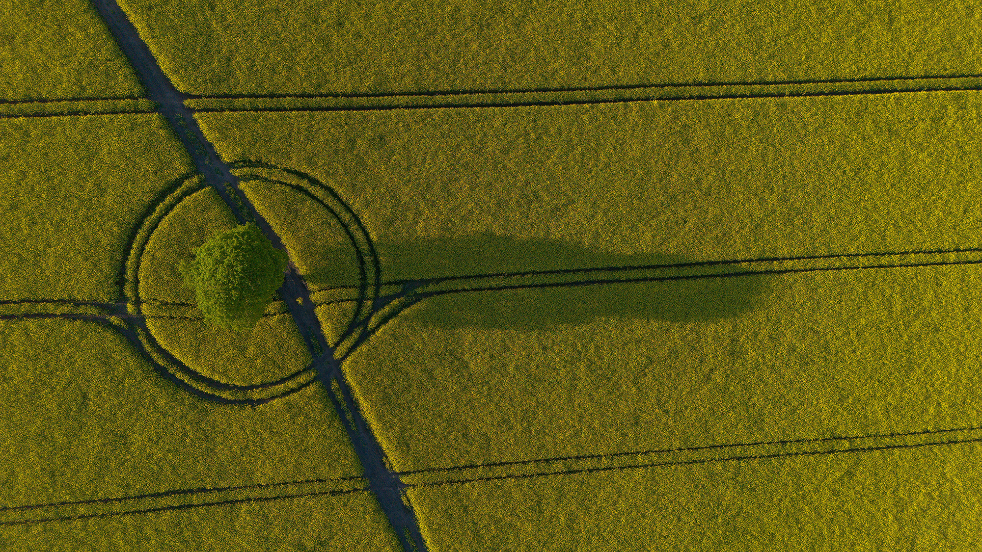 An aerial photograph shows rapeseed fields in bloom in Warrington, United Kingdom, as global food production continues to be affected by conflict in the Middle East