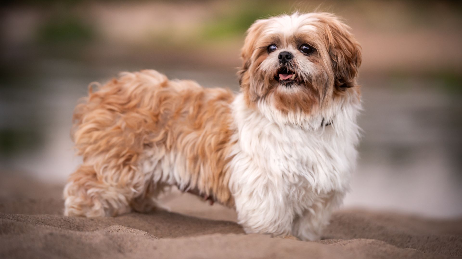 Small brown and white Shih Tzu with floppy ears