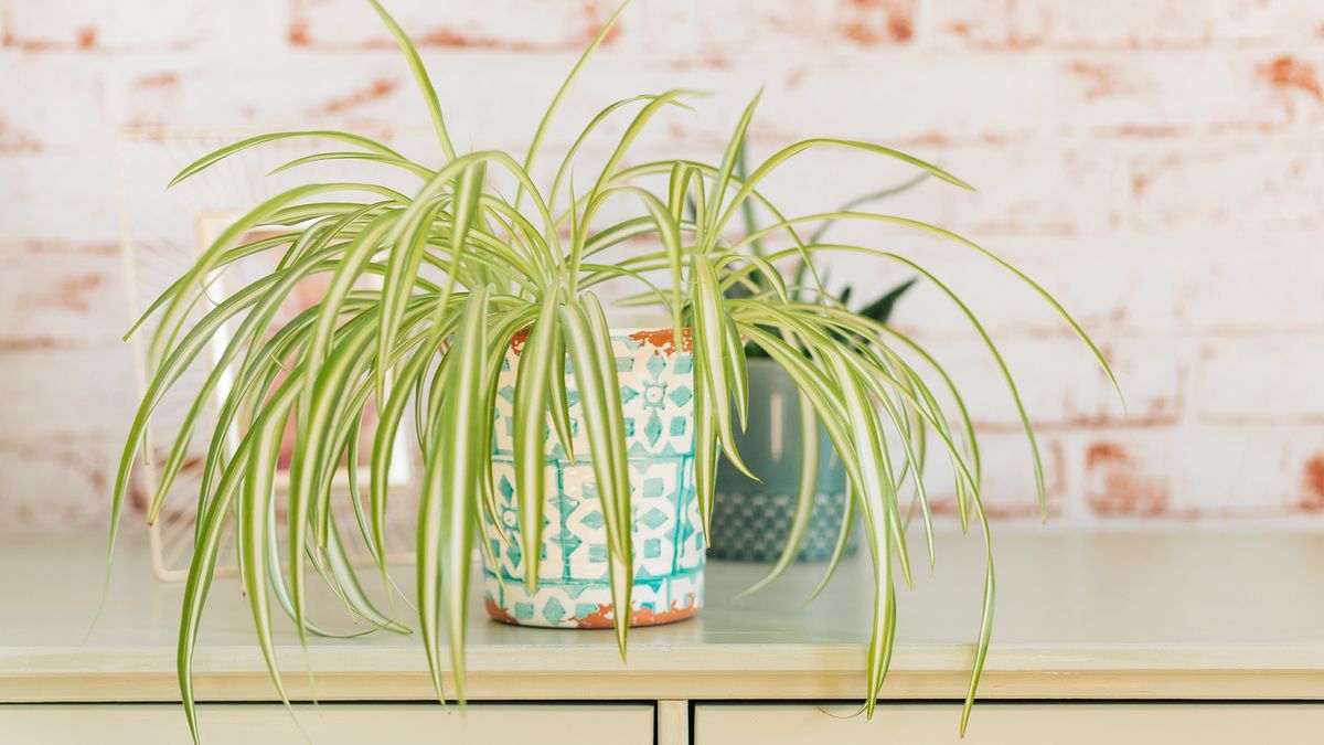 The popular houseplant is an air-purifying hero  and it can even tackle  mold spores | Tom's Guide