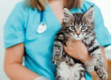 CVS group illustration: vet holding a kitten