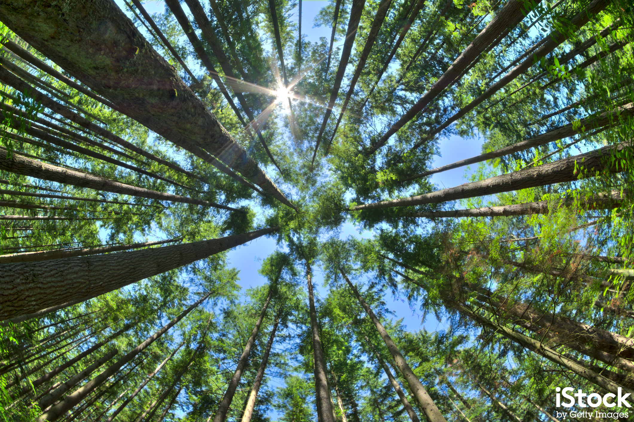 Looking up at trees