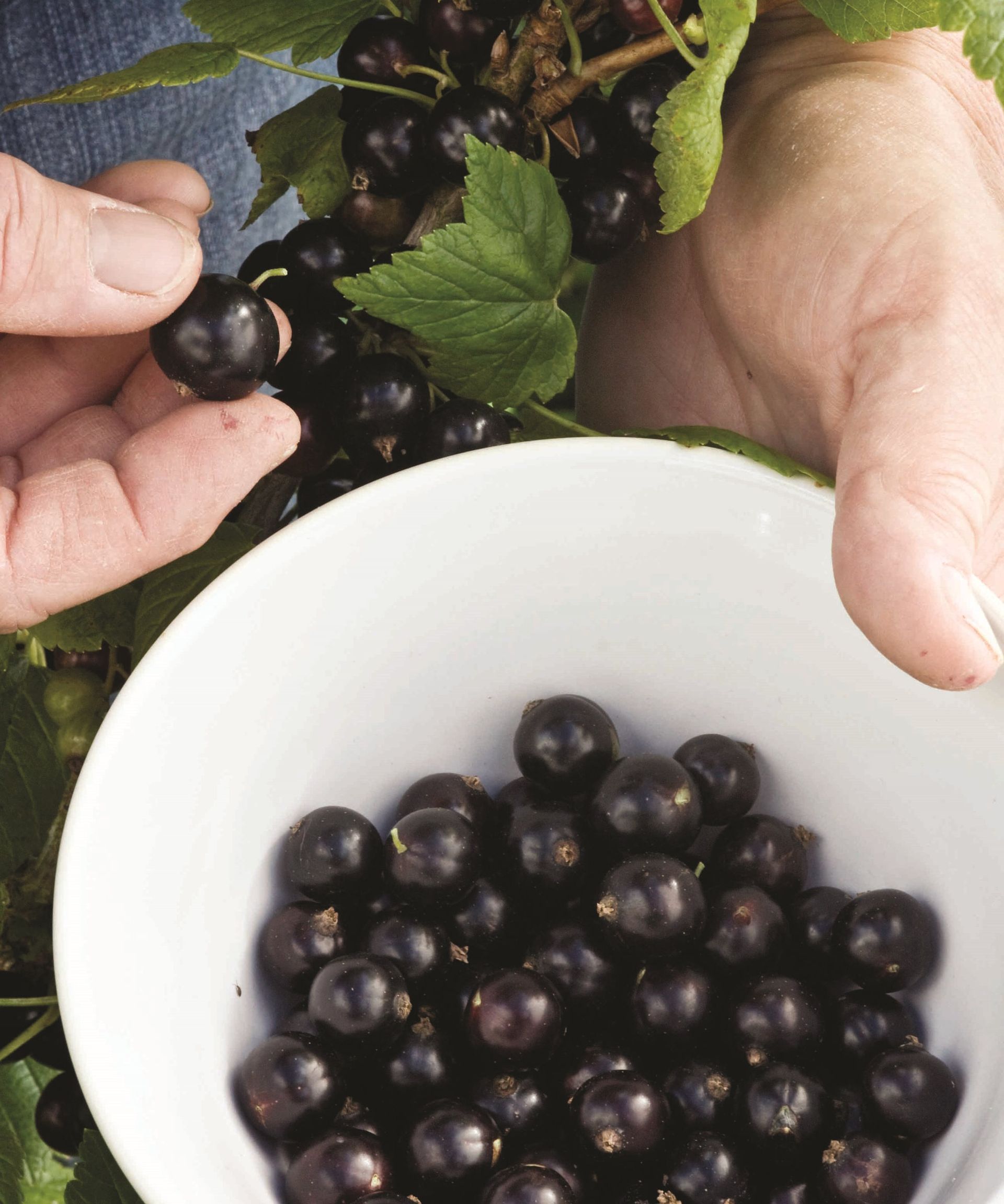 How to prune blackcurrants tips to trim correctly Homes & Gardens