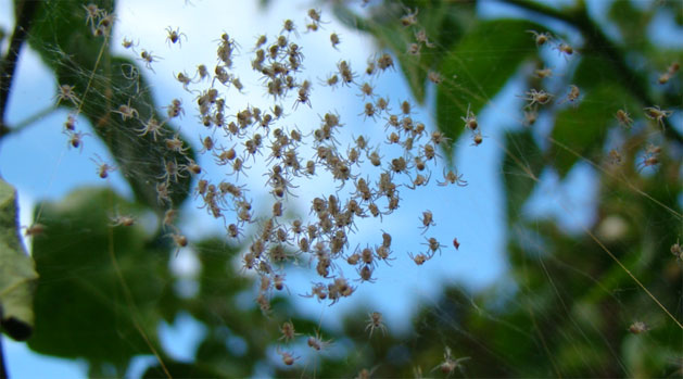 Spiders in Australia: Baby Spiders Are Raining Down