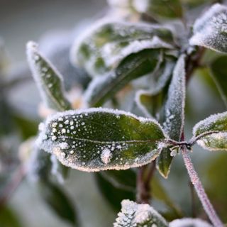 Closeup of frosty leaves in garden