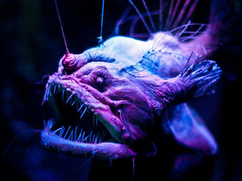 In photos: Spooky deep-sea creatures