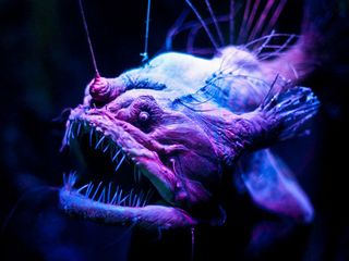 toothy anglerfish
